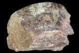 Polished Dinosaur Bone (Gembone) Section - Colorado #73031-1